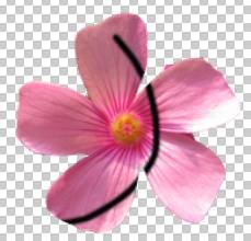 ʹAdobe Photoshop CS6gifӮ